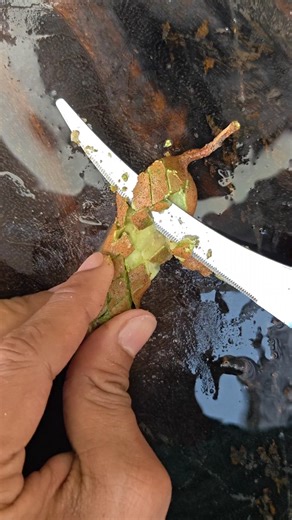 Tamarind fruit for cutting #tamarind #fruit #fruits #post #shorts #short #reels #fruitcutting