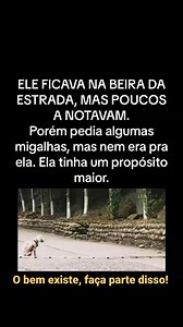 10K reactions · 1.2K comments | Fonte: @jctaxidebicho #animais #pet #petshop #dog #cães #adestramento #amor #2024 | JC Táxi De Bicho | Facebook