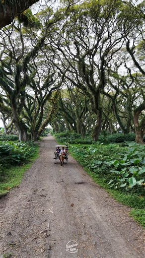 Discover Through Lens on Instagram: "A forest that feels straight out of a movie 🎥🌳 De Djawatan, nestled in Banyuwangi, East Java, is known for its mystical Trembesi trees draped in moss, creating a dreamlike atmosphere for travelers and photographers. 📍 De Djawatan Forest, Banyuwangi, East Java Island – Indonesia 🕒 Best time to visit: Early morning for soft light + fewer crowds 🎫 Entry fee: Approx. IDR 10,000 🎒 Tip: Carry a wide-angle lens for those cinematic tree frames 🚗 Easy access fr