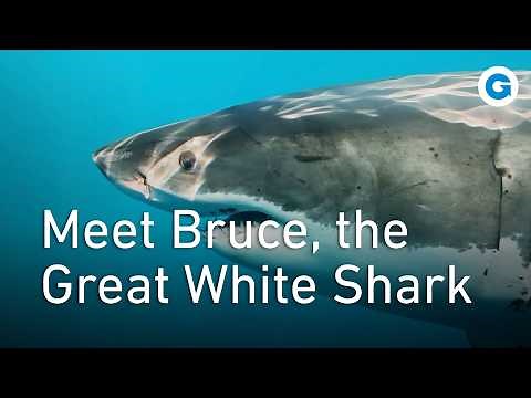 Everything You Need To Know about the Great White Shark | Full Wildlife Documentary