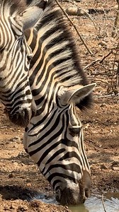 Zebra Drinking Water 💦🦓🦓 #zebra #water | Wildest Kruger Sightings