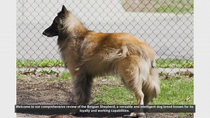 Belgian Shepherd: A Comprehensive Review of This Versatile Breed