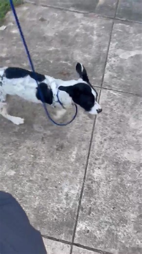 Thomas, the little engine that DEFINITELY CAN is not only a doggy optimist but is also such a resilient and versatile little man (watch out, Meryl Streep: there's a new dog in town that can play a huge role in this new doggy biopic and has enormous paws to fill). Thomas is still receiving his daily cold laser treatments for those horrific wounds on his legs, and we speculate he will be ready to leave the hospital and travel up north in about three weeks. Where he will leave his old life and (tha