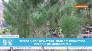 Conozca los beneficios de la reforestación con especies nativas que se impulsa en el sector rural de #Nirivilo | Municipalidad San Javier