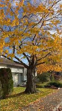 Autumn Blaze Maple Tree with Falling Leaves #Autumn