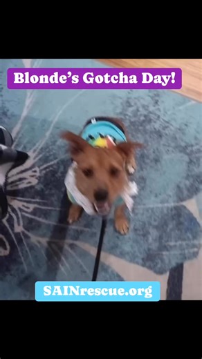 Our handsome Brussels Griffon/Yorkie mix was adopted today! Congrats on your wonderful, Furever Family, Blonde. We are so happy for all of you! 💙💜#sainrescue #dogrescue #animalrescue #adoptdontshop | SAIN Rescue