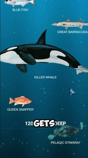 The Deep Ocean Is More Terrifying Than Space 🌊💀