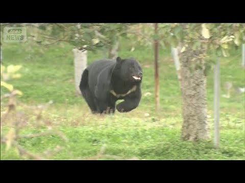 【独自】巨体クマのワナ脱出の瞬間…脅威の破壊力 住宅街で銃使えず「最後の一手」(2025年11月23日)