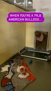 Oh Bella what happened? 😅❤️ Our gentle giant Bella somehow flipped her bed upside down just in front of her kennel’s pass through and could not find the courage to step on it 🥹 Luckily, this sweet girl alerted us to the situation and we ran to her rescue! 💓 She was so happy to be able to get to the front of her kennel again and get treats from people walking by! She even did a little happy dance ☺️ Sadly, Bella has been in this kennel for almost 100 days, waiting for a family to adopt her 💔 