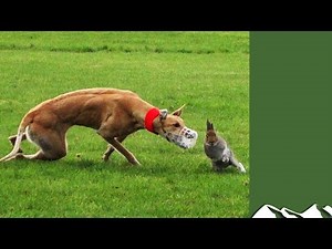How Coursing Helps Hares