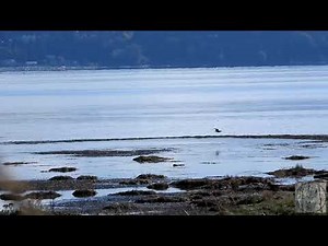 Peregrine falcon dive bombs bald eagle and ducks - fastest bird on earth!! Amazingly Spectacular!