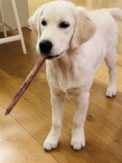 #hear me out, i want to #play now! 🙈 #goldenretriever #zoy_the_golden #fyp #goldens
