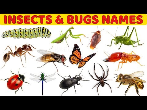 🐞 Insects & Bugs for Kids | Learn Insect Names with Sounds | Preschool Learning Video