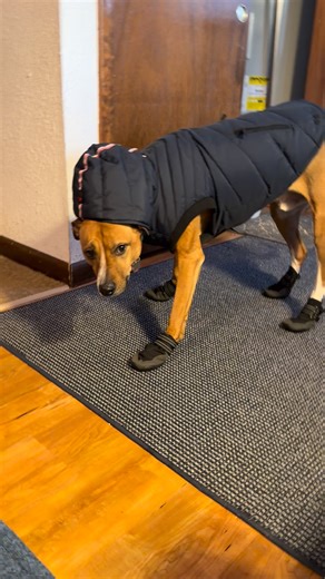 Struggling with dog boots? Well go find yourself mushers lotion - problem solved. The big corp stores don’t carry it. The dog bakery in Conway does I am sure other independents do as well. | Seacoast NH Weather