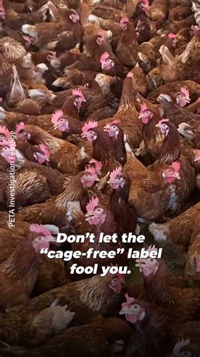THIS Is What “Cage-Free” Can Look Like?! 😳