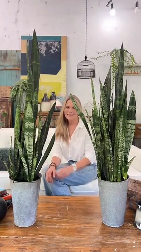 PLANTERINA! #plants #indoorplants #plantcare #planterina #planter #diy #fbreels #reels | Planterina