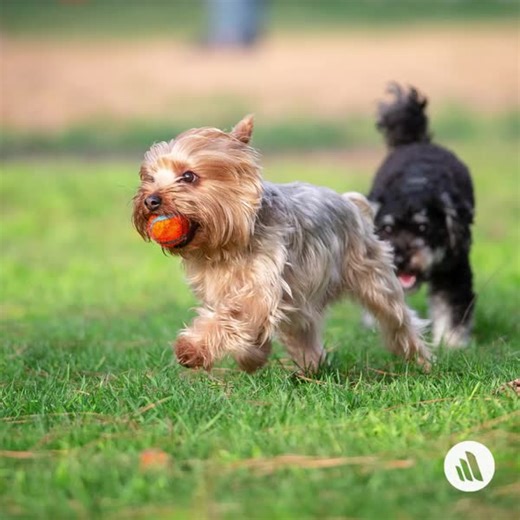 144 reactions · 15 shares | If your dog shows signs of respiratory illness (coughing, sneezing, labored breathing, nose or eye discharge, lethargy, decreased appetite) or other concerning signs, contact your veterinarian promptly. Learn more: https://mrkmnls.co/3Rf5Gpz. | The Merck Manual for Pet Health | Facebook