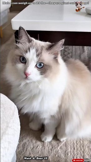 Why Ragdoll Cats Are The Ultimate Fluffballs! | Ragdoll Cat Secrets Revealed #natureisamazing .
