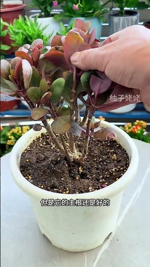 How to Revive Your Stiff Home-Grown Longevity Flower
