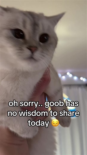 we try again next time #fypppppppppppppppppppppppppppppp #doobscoobgoobpoob #catsoftiktok #fypシ゚viral
