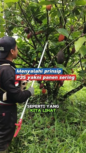 Violating the P3S Principle by Not Harvesting Cocoa Beans Often Enough #shorts #cocoa