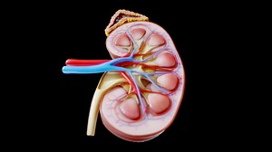 Kidney Cross Section Anatomy - Buy Royalty Free 3D model by Nima (@h3ydari96)