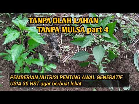 RAHASIA Tanaman Cabe Rawit Hijau Tumbuh Subur Agar Berbuah Lebat
