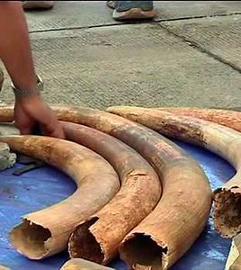 Thai officials make second biggest seizure of ivory tusks