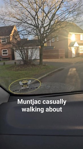 Muntjac in the housing estate all calm with its surroundings #fenrunna #muntjac #ukwildlife #fenlandforager #ukdeer | Darren Gallagher