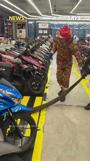 Bomba Safel Removes Two Snakes From Store Ceiling #SAYSnews