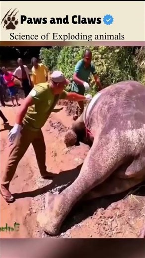 Science of Exploding Animals #animals #wildlife #facts