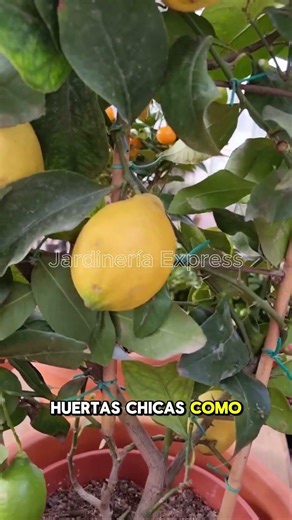The Asian fertilizer that makes your fruit orchards grow #fertilizer #plants
