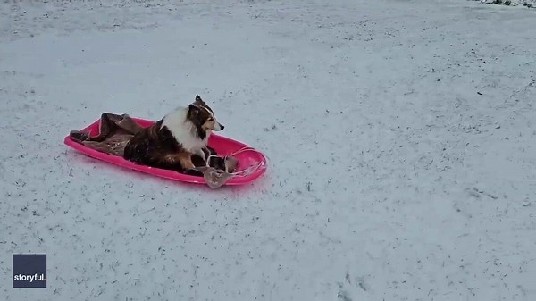 Dog goes sledding down backyard snow slopes