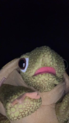 #turtletok | turtle