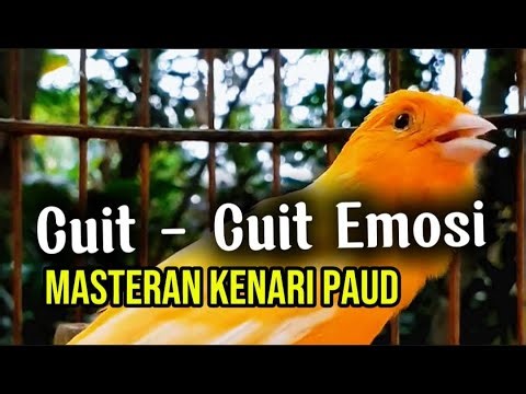 Masteran Kenari Gacor Emosi Ngerol | Bikin Kenari Macet Bunyi Jadi Rajin dan Gacor Lagi!
