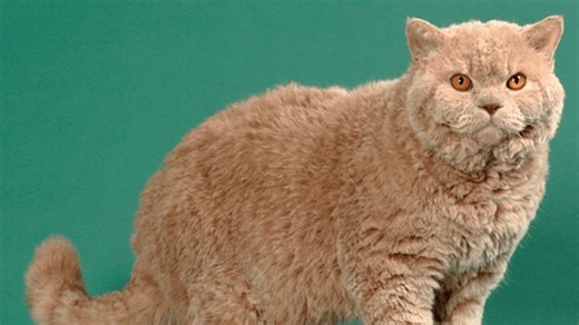 It’s Reigning Cats brings 'Born to be Wild' International Cat Show to Portland