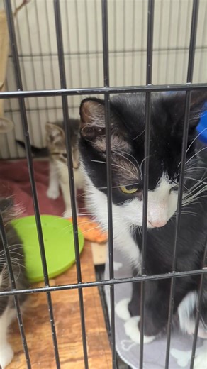 🛑 Warning: Extreme floof and Tiny Meows Ahead! They're floofy... they're adorable and they are trying their best to meow you into adoption. These kittens have mastered the art of melting hearts with just one "mew" 💖 They're available right now - but trust us when we say...they will go quick!!! Ohhh and please don't forget about the Momma...that was a lot of work and she deserves a loving home as well 💖 Are you already approved??? If not get your applications in asap. **Update...the floofy all