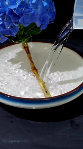 Anyone can do it when arranging hydrangeas! #teachesflowerarrangement #teachesflower #flowersarttrainning #dmenflower #canbox #orientalflower #arrangementflower #flowers | D’men Flowers