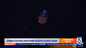A juvenile colossal squid has been caught on video for the first time in its natural deep-sea habitat: https://ktla.com/news/giant-sea-creature-seen-on-video-for-the-first-time/ | KTLA 5 News