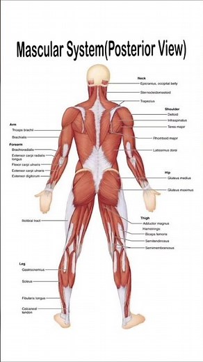 Back muscles anatomy#human anatomy