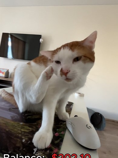 Amur the Cat Opens CSGO Cases!