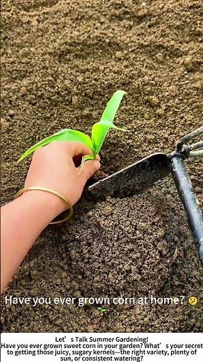 Planting Sweet Corn Seedlings – A Promise of Summer Sweetness! 🌽🌱