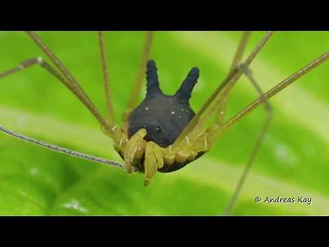 Bunny Harvestman in action, Metagryne bicolumnata, Cosmetidae, Opiliones