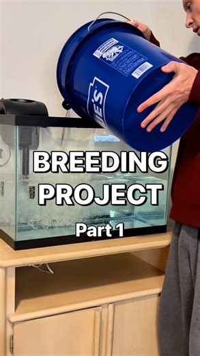 Richard on Instagram: "Convict Cichlid Breeding Project! ( part 1 ) • 📺 Go SUBSCRIBE on YouTube! ( link in bio ) #fish #fyp #fishkeeping #aquarium #setup"
