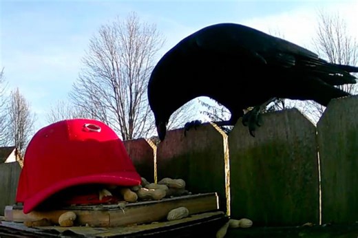 Man 'trains' crows to attack MAGA hats after saying there's 'no longer a moral option'