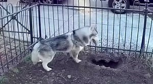 Determined Digging: How A Persistent Pooch Saved An Entire Neighborhood From A Hidden Gas Leak