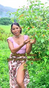 Una flor del monte con muchas propiedades 💚Lantana💚 | Sabiduría Ancestral