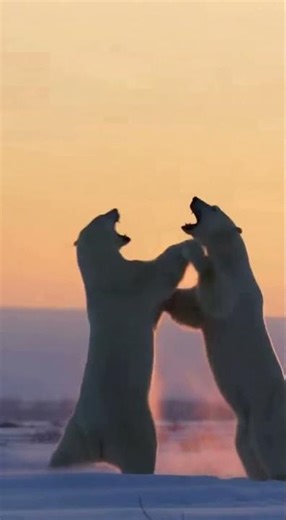 Polar Bear vs Polar Bear ❄️🐻‍❄️ Epic Arctic Clash! 🧊🔥 #PolarBear #WildlifeFight