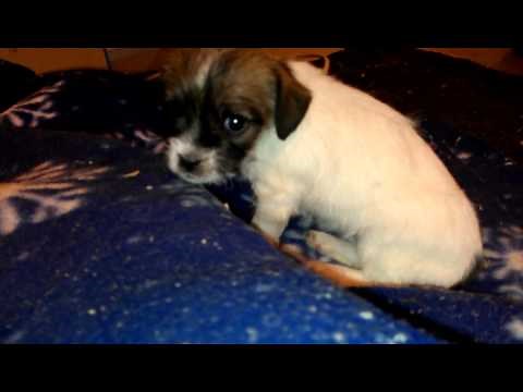 Shih Tzu, chihuahua mix pups