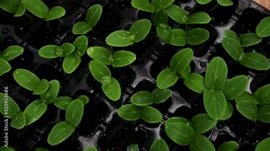 Top view 4K resolution video passage of sprouted cucumber seedlings grown in black soil in a cassette in greenhouse conditions. Growing organic vegetables. Agriculture, horticulture, gardening concept
